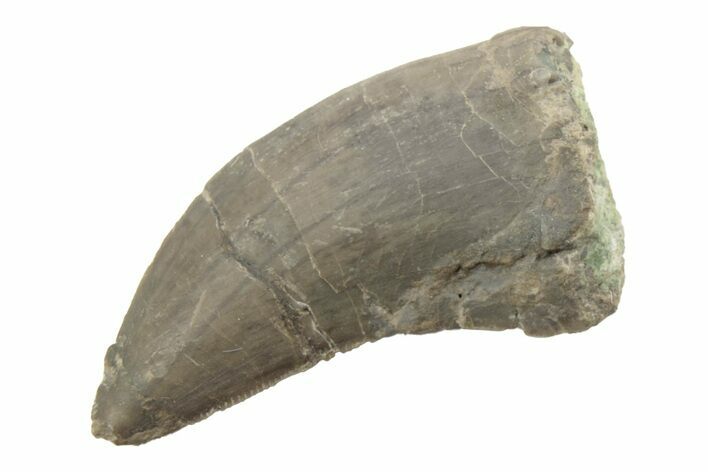 Serrated, Megalosaurid (Marshosaurus) Tooth - Colorado #222496